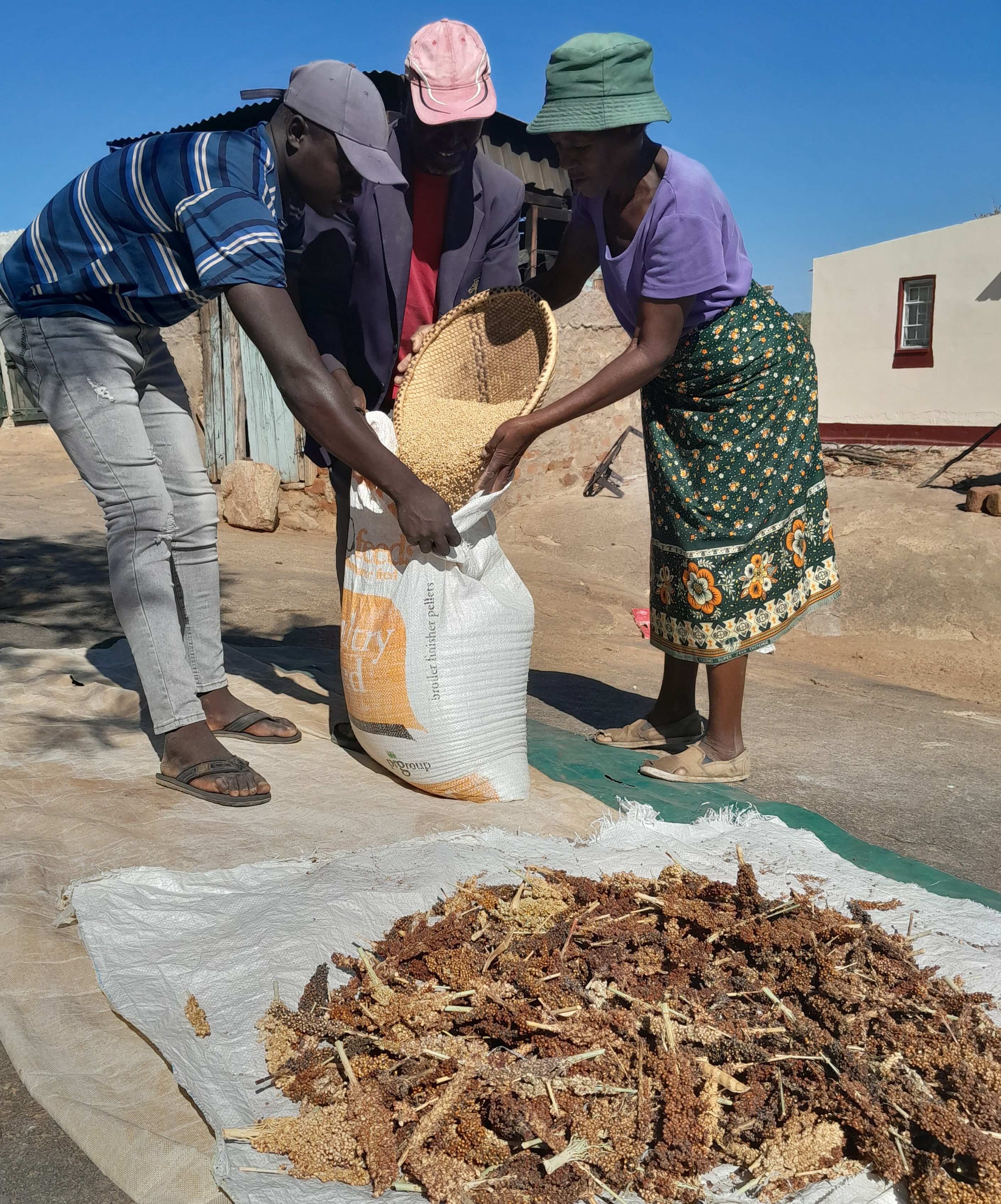 Farmers packing rapoko