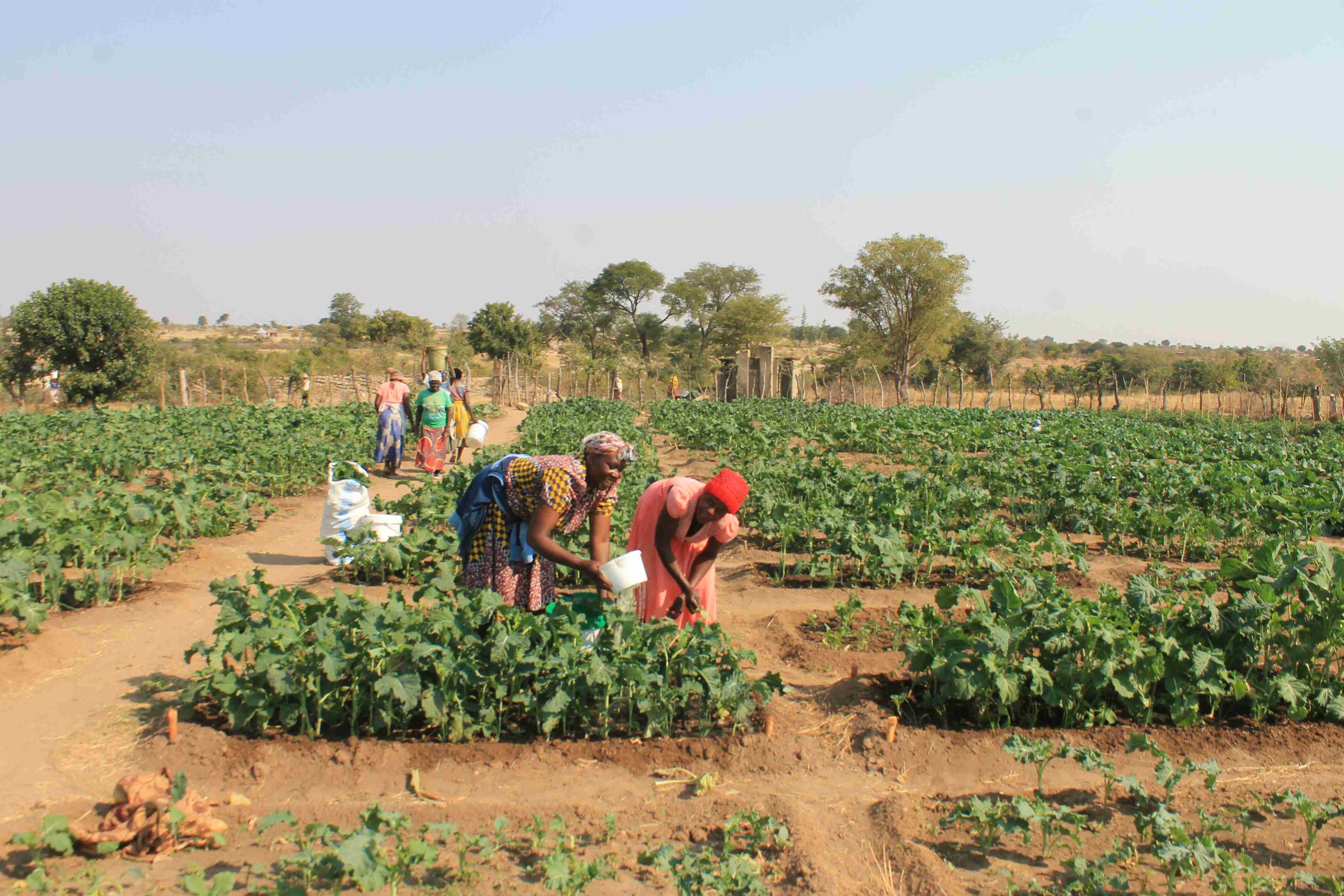 Vegetable production
