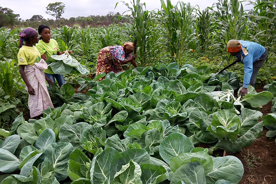 agriculture adpp angola 900x550